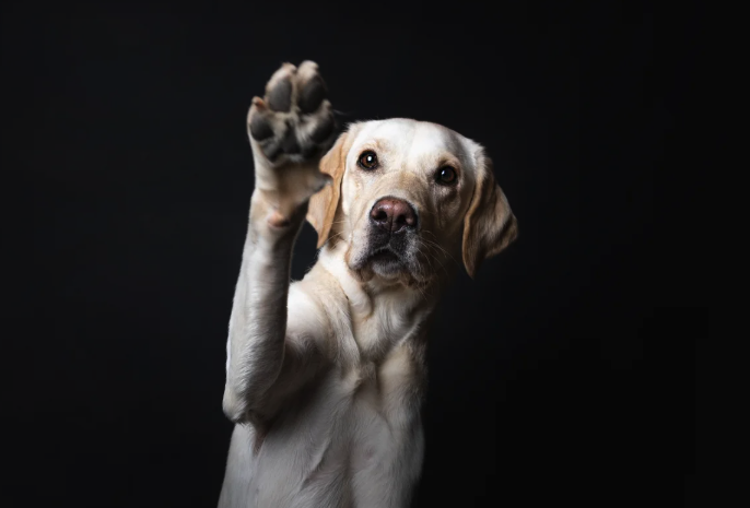 A blonde-colored dog lifts his right paw toward the camera. What a good boy.