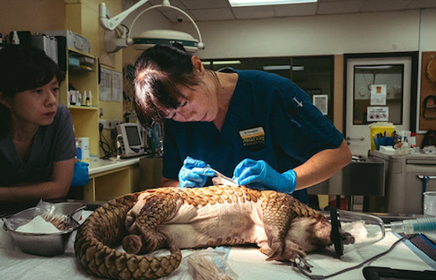 A woman in scrubs and blue gloves examines a pangolin lying on its side in a laboratory.