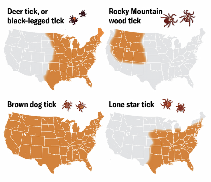 A series of four maps of the contiguous 48 states of the U.S. show the ranges of deer ticks, Rocky Mountain wood ticks, brown dog ticks and lone star ticks.