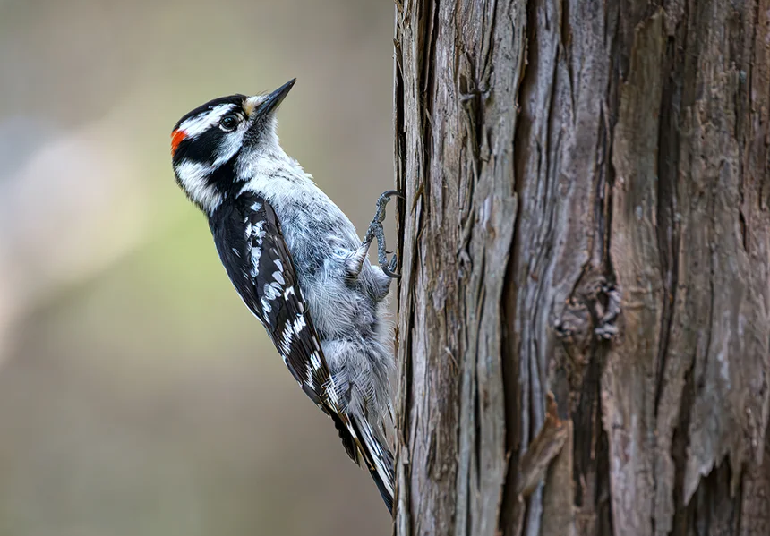 A downy woodpecker perches on the side of a tree.