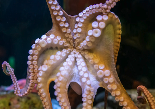 Underside of a two-spot octopus, showing pale suckers on its arms.