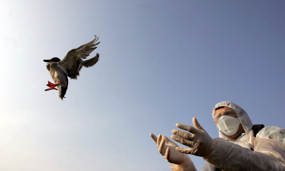 Scientist frees wild duck after testing for avian influenza viruses