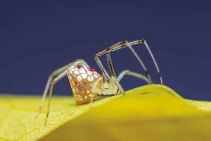Close-up of mirror spider Thwaitesia sp.