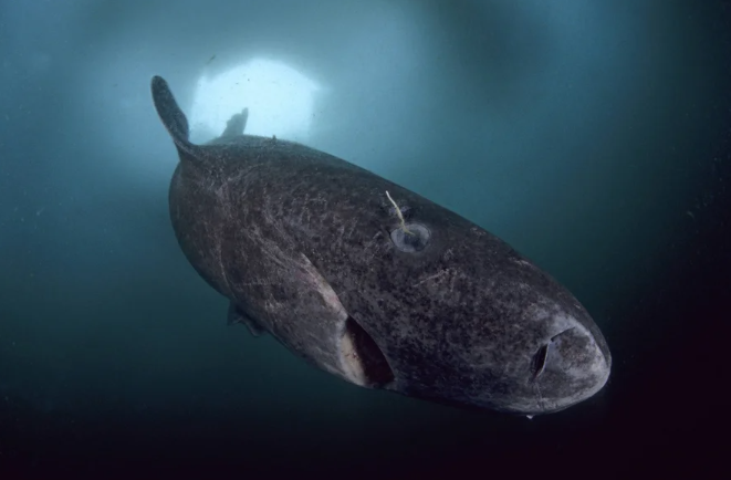 A Greenland shark swims toward the camera in a murky sea