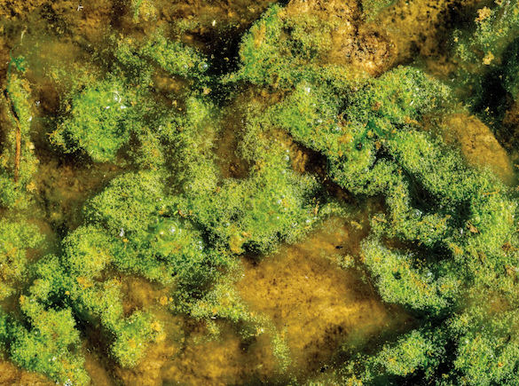 A top-down view of green algal blooms in murky water