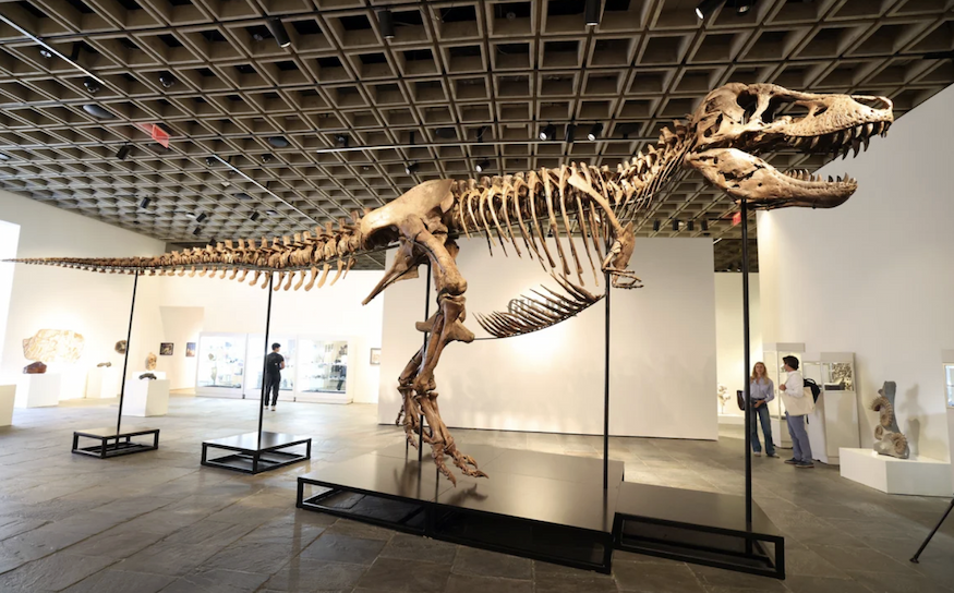 "Gus" the T. rex on display in a museum setting.