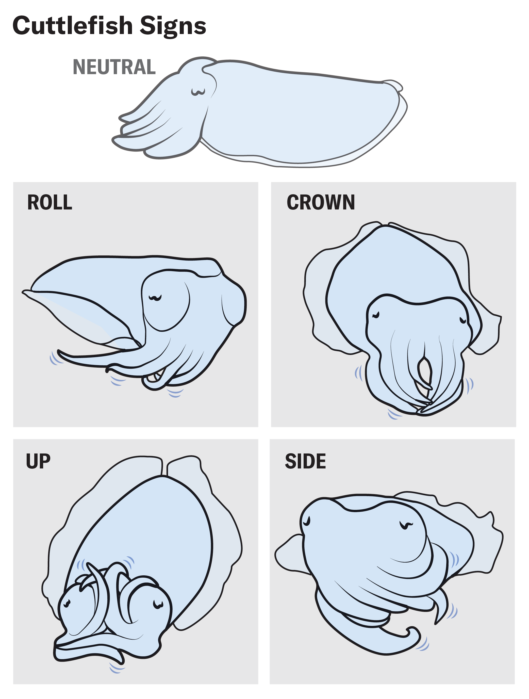 Graphic shows four cuttlefish gestures observed by researchers: up, side, roll and crown.