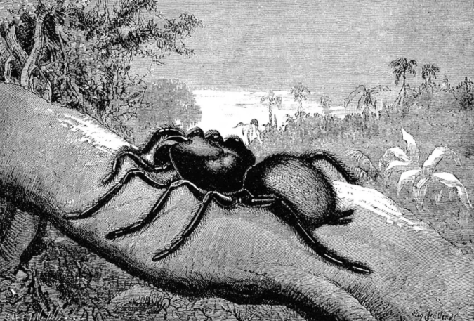 Engraving of a large spider perched on a tree branch in a tropical landscape.
