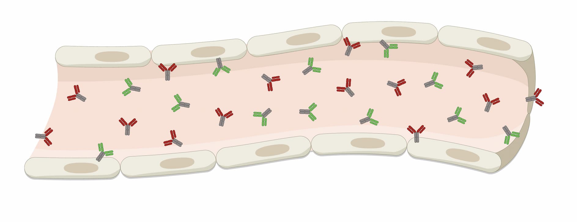 Illustration of a tissue-lined vessel or tube containing numerous Y-shaped antibodies in two colors, distributed throughout the interior and near the lining cells.