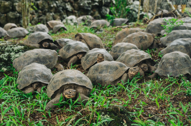 Dozens of giant tortoises in green grass.