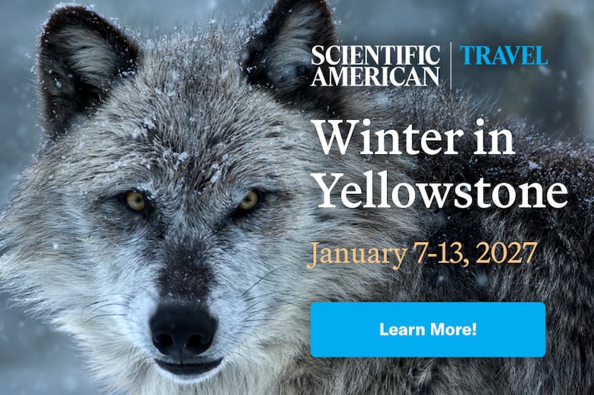 A promotional image showing a close-up on a gray wolf's face. The animal is dusted with snow. Text reads: "Winter in Yellowstone, January 7-13, 2027."