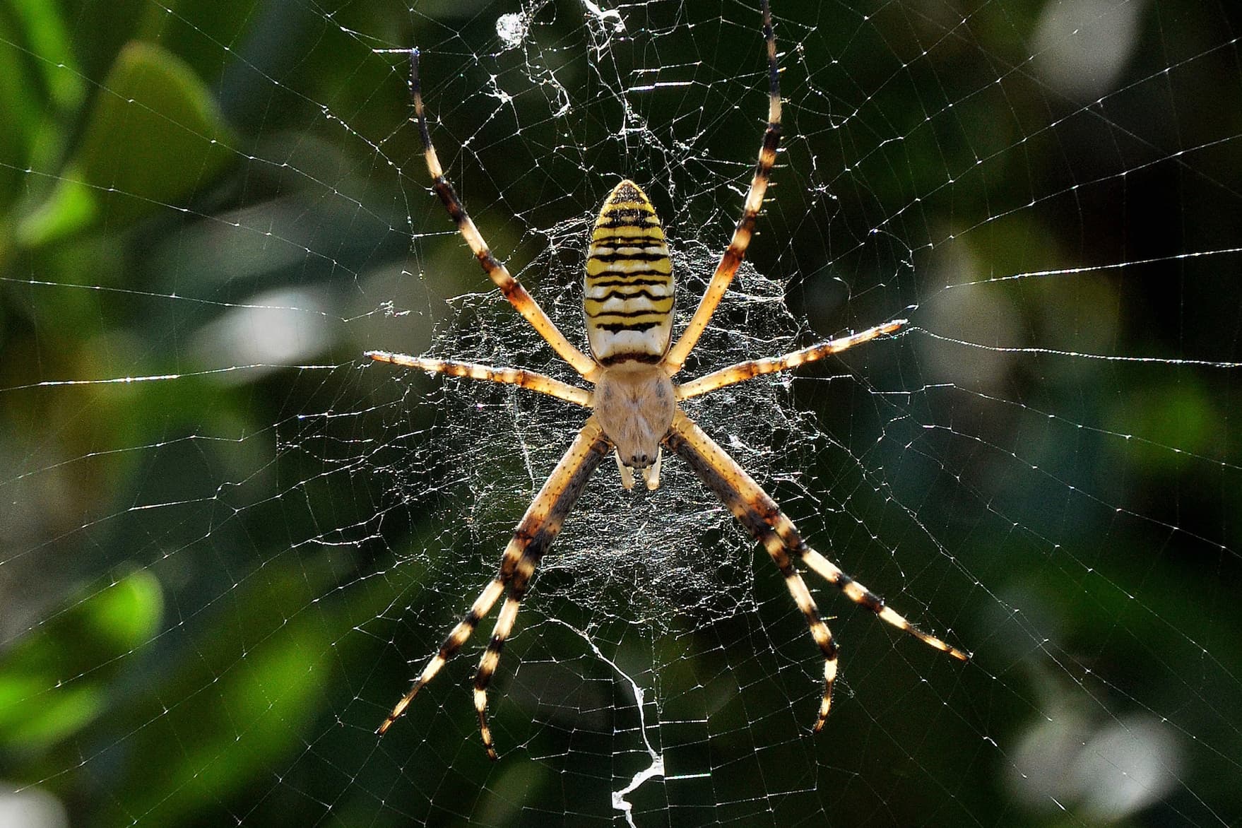 A large spider in the center of the frame sits on a web with thick white zigzagging patterns above and below