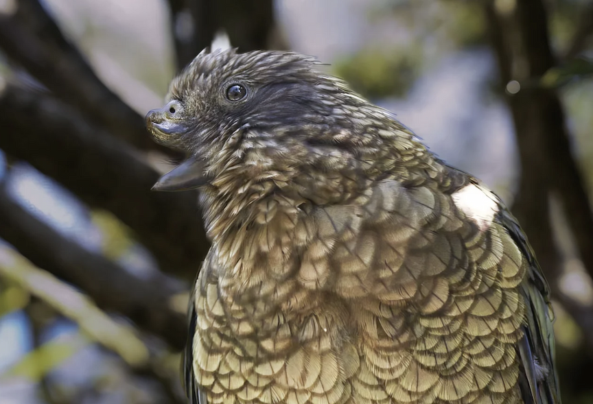 A parrot with a truncated upper beak