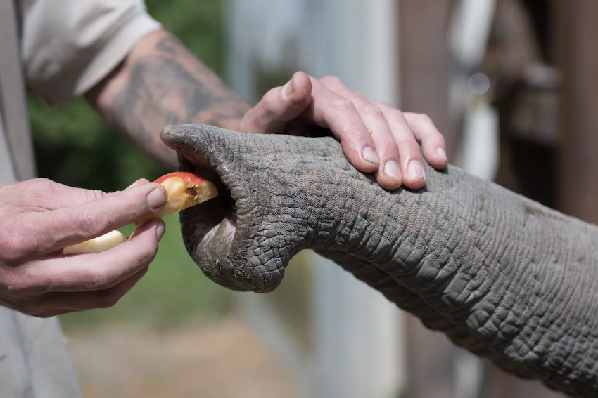 A zookeeper holds an apple in front of an elephant's trunk while he feels its whiskers. 