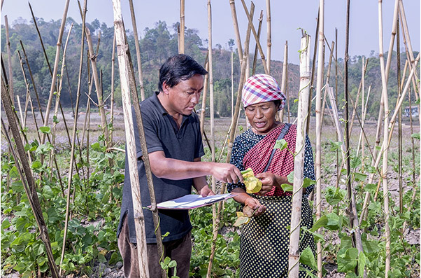 Bhogtoram Mawroh examines bean leaves in a field of crops while speaking with a local farmer in Khweng village, Meghalaya, India.