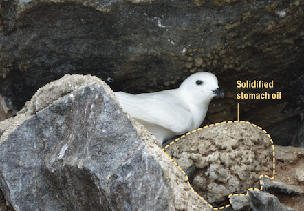 A white bird peeks out of stone next to a blobby stone-looking mass labeled “solidified stomach oil”