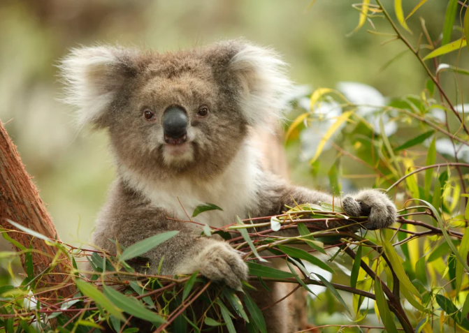 A koala seen amid eucalyptus leaves, looking straight at the viewer.