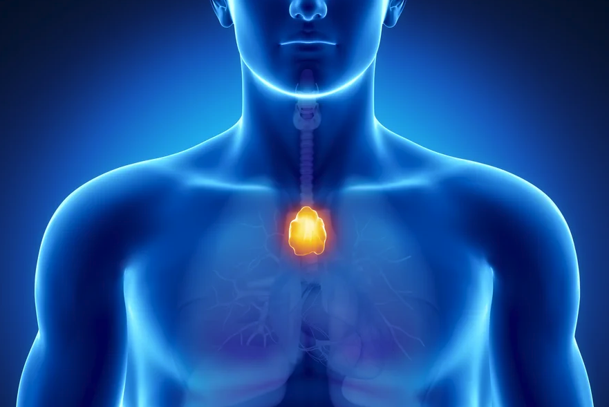 Male anatomy of human organs in x-ray view, which the thymus glowing in yellow.