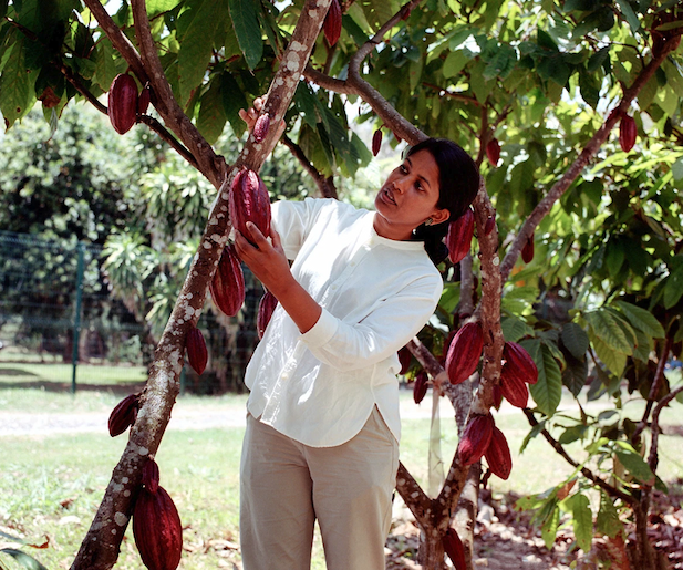 A woman examines a large cacao bean that hangs from a tree.