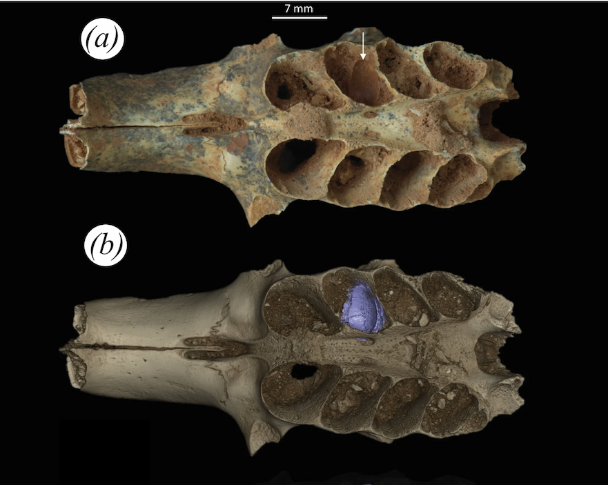 Two images of an ancient animal jawbone, with holes where the teeth used to be.