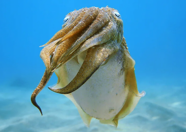 Graphic shows four cuttlefish gestures observed by researchers: up, side, roll and crown.