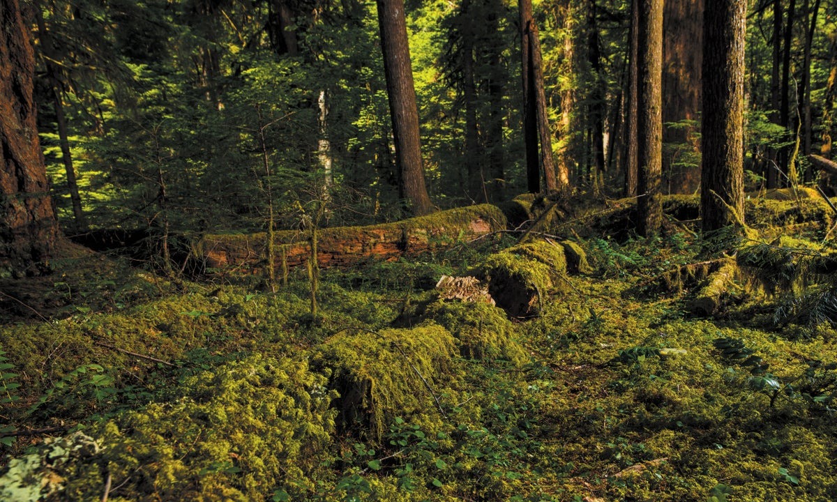 Green moss encases dead logs, part of a 200-year study of tree decay