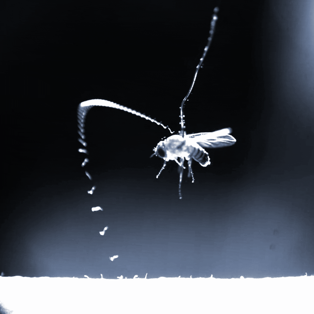 Multiple flow lines of particles moving into a suspended fly