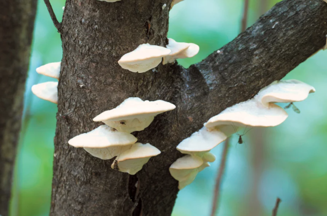 Several Postia stiptica parasite mushrooms growing on tree bark, close up shot