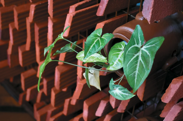 Plants growing out of a horizontal terracotta pot surrounded by terracotta slabs
