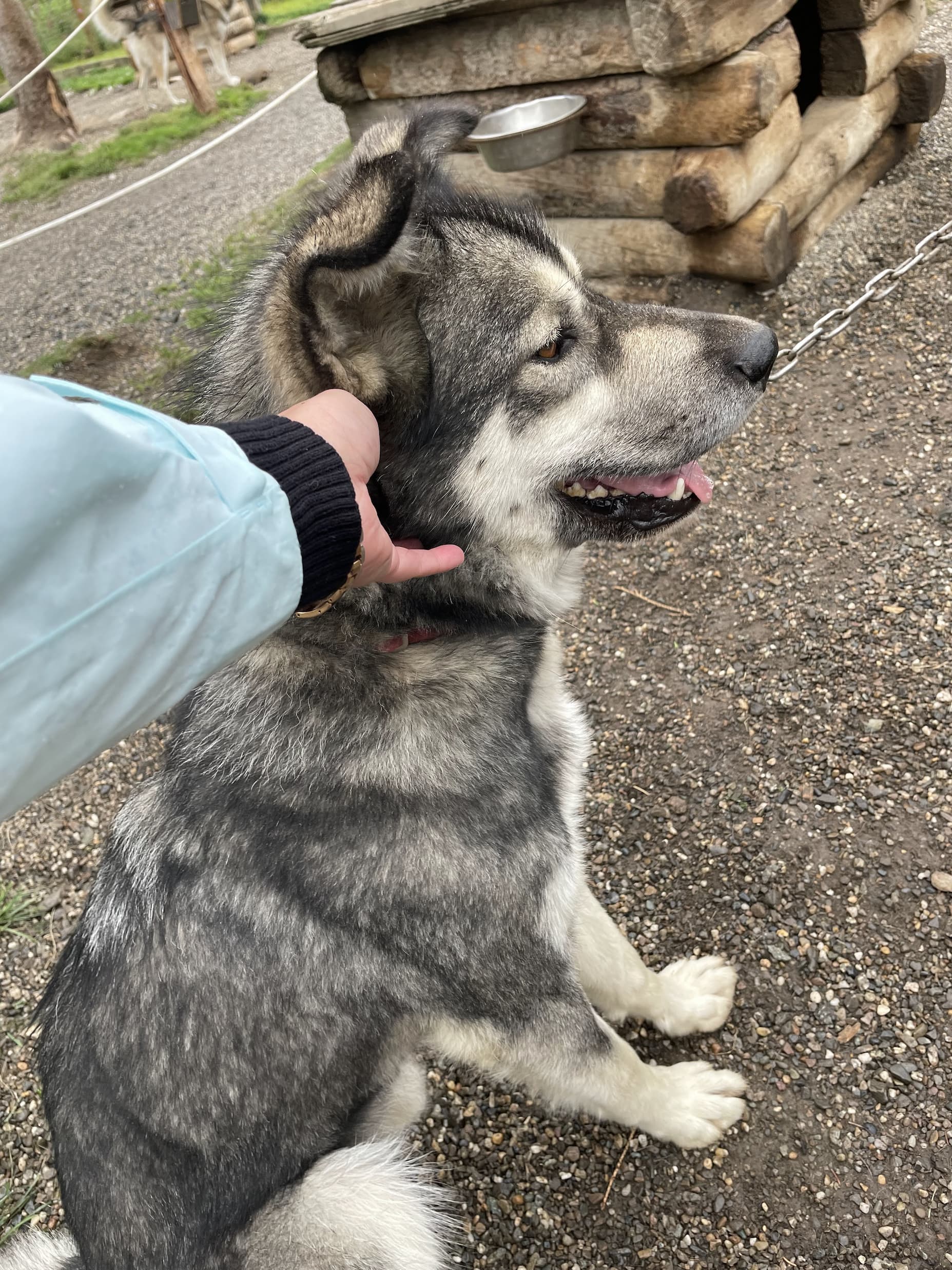 A hand reaches out and touches the face of a husky-looking dog