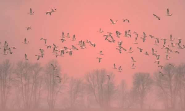 Snow Geese flock in flight over field in foggy pink orange sunset light