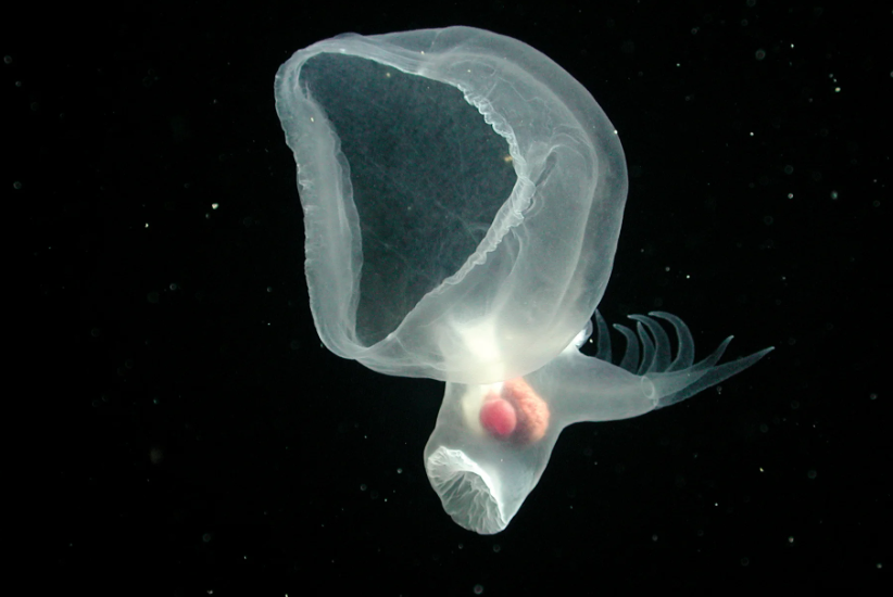 A sea slug with its transparent hood expanded above its body.