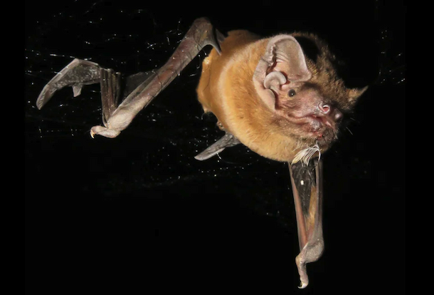 Flash photo at night of greater noctule bat is caught in a mist net with a passerine feather and blood in its mouth