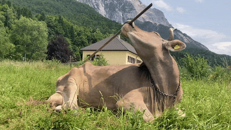A GIF of a beige cow sitting in an Austrian meadow scratches her back with a stick her holds in her mouth.