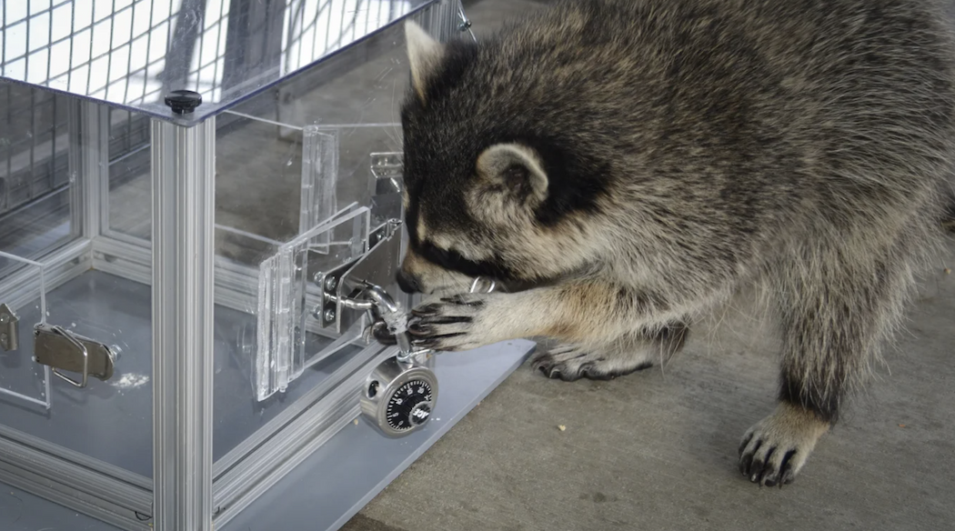 A raccoon unlocking a lock on a transparent plastic box.