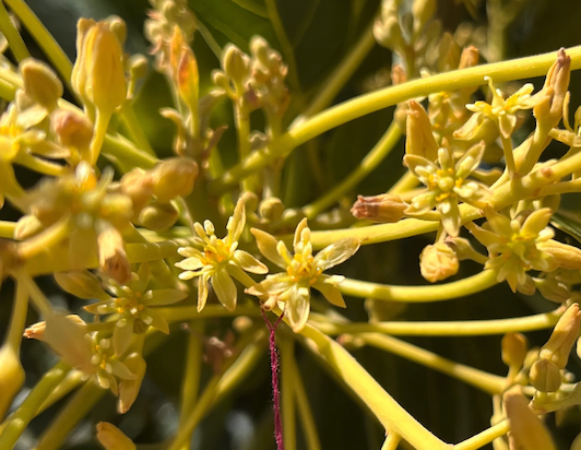 A close-up photo of yellow flowers and stalks, some flowers splayed open, others closed up.