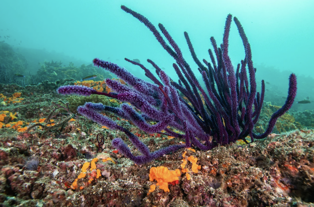 A purple coral looking healthy on a reef.