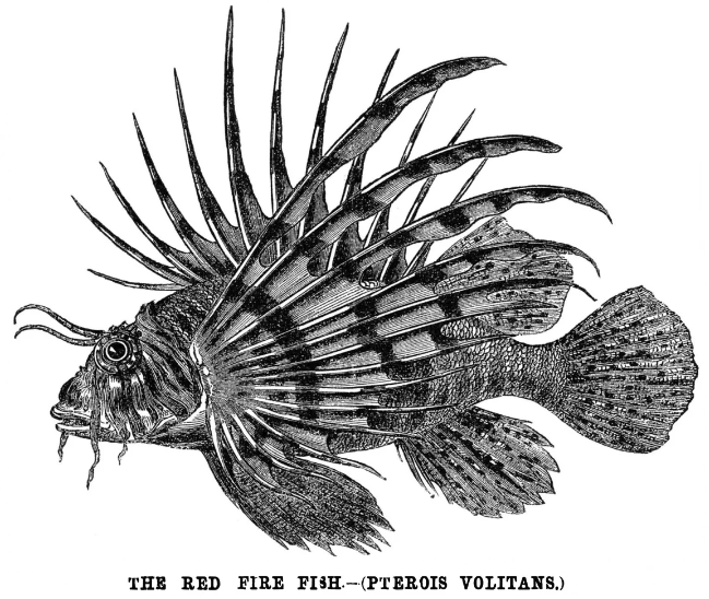 Vintage black-and-white illustration of a red lionfish (Pterois volitans) with long, spiny striped fins fanned outward.
