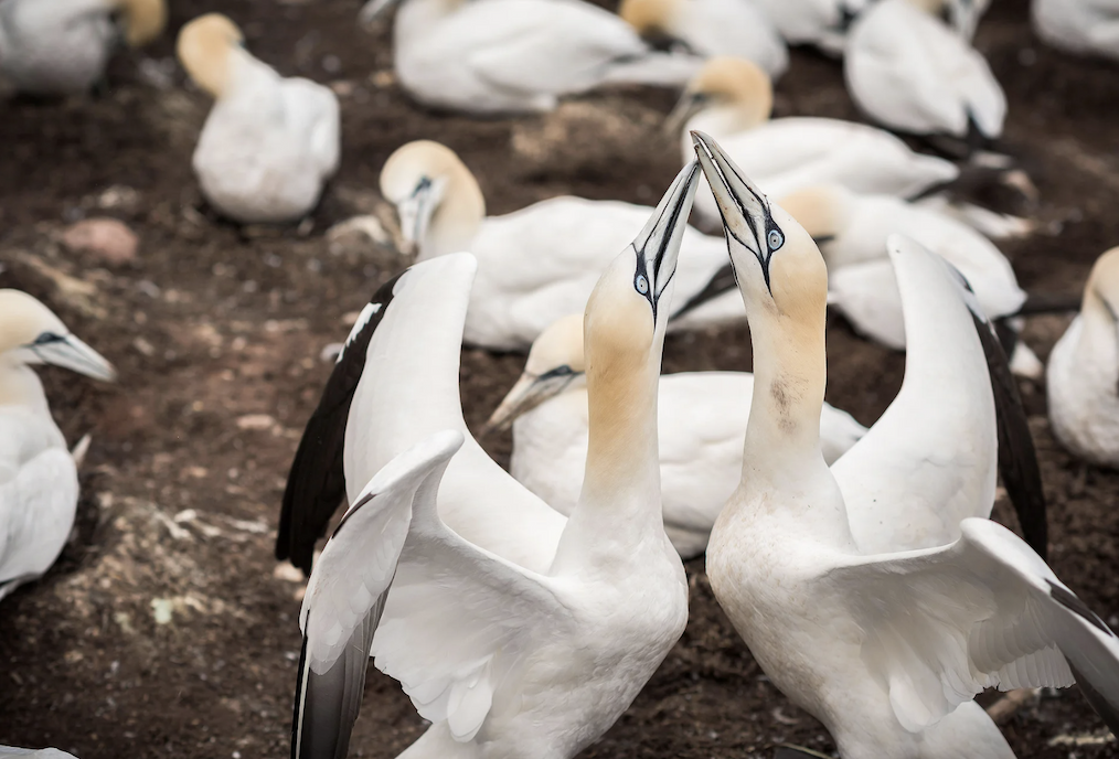Two white Northern Gannets greet each other 