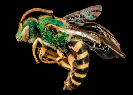 Side view of a bee with a green body and yellow and black striped "tail"