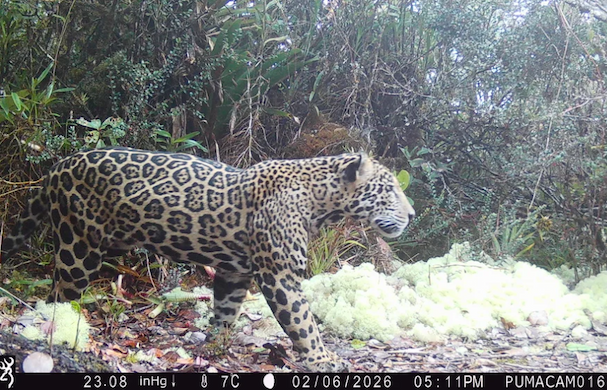 A male jaguar walks in front of a camera in a jungle setting