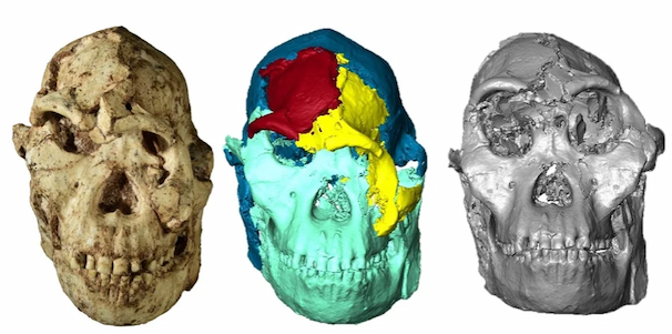 Three skull shapes, the center one is a digital replica.