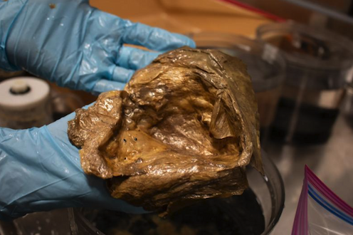 Blue-gloved-hands hold the golden orb, which is brown and crinkly.