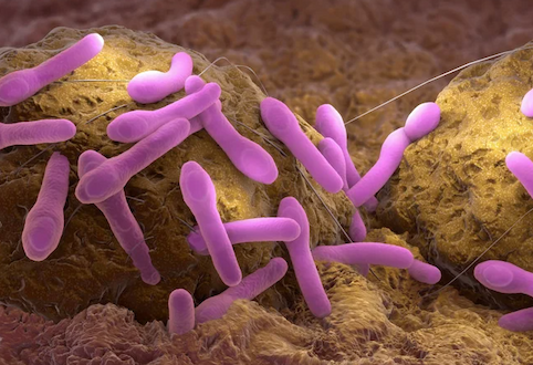 Pink capsule-shaped bacteria on yellow background