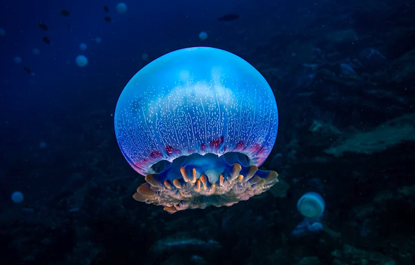 A ball-shaped blue jellyfish floating in the dark sea