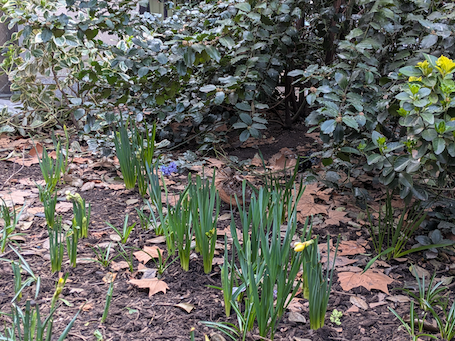 A woodcock is barely visible standing on brown leaves behind some un-bloomed daffodils