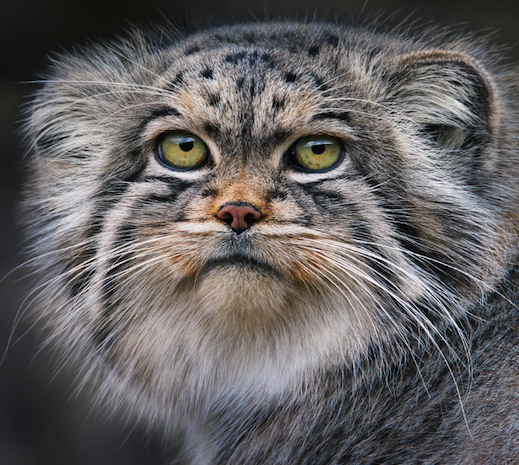 Portraits of cats posing, cats jumping, and a close-up of a cat's spiky tongue
