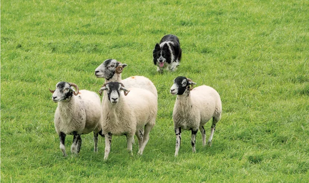 A sheepdog, tongue lolling out, comes up behind four sheep traveling forward on a grassy expanse.