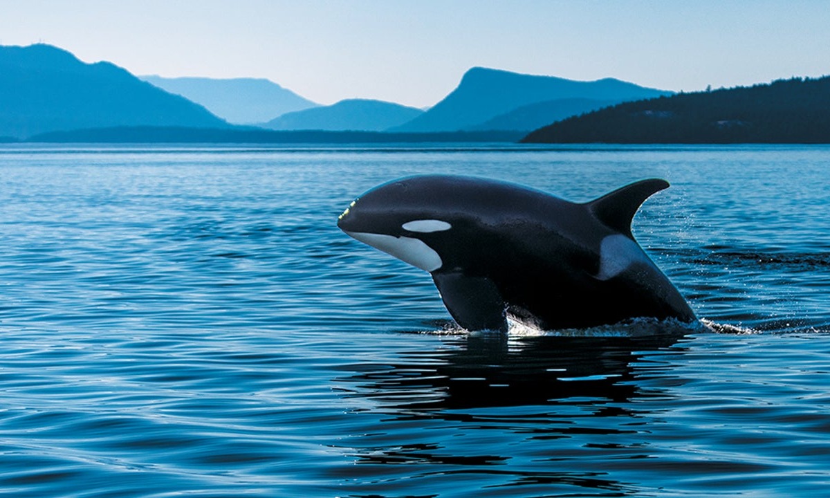 Eclipse (J41) is one of 74 orcas remaining in the southern resident population