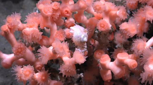 A small crustacean nestles in among pink coral
